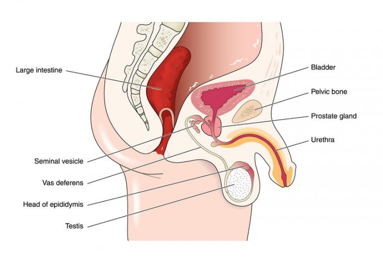 Male Anatomy